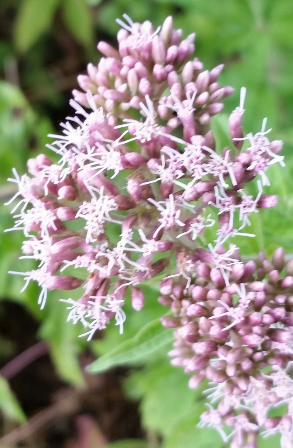 Eupatorium cannabinum (Asteraceae)